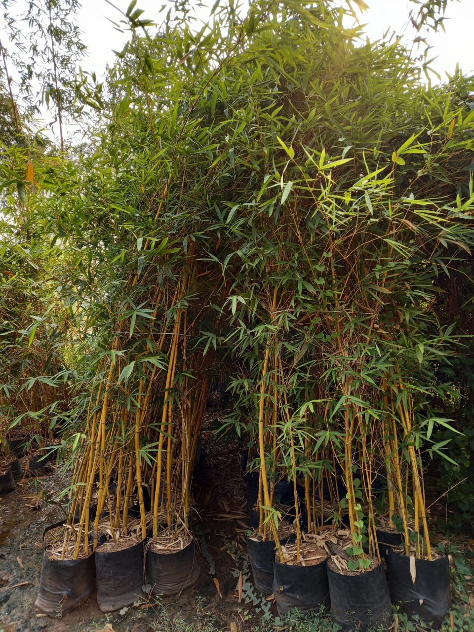 Best Kadiyam Nursery Call 6309717556, Kadiyam Nursery /kadiyam Online